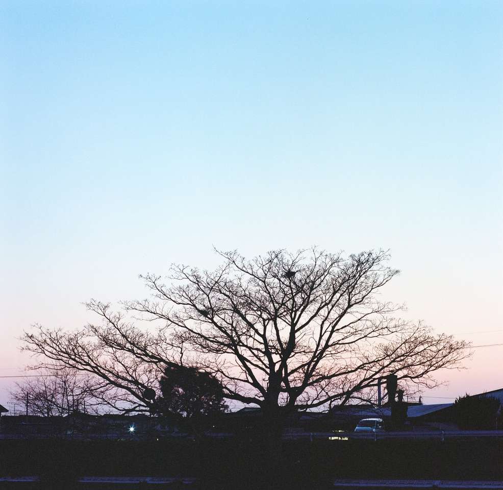 nakna träd under blå himmel under dagtid Pussel online