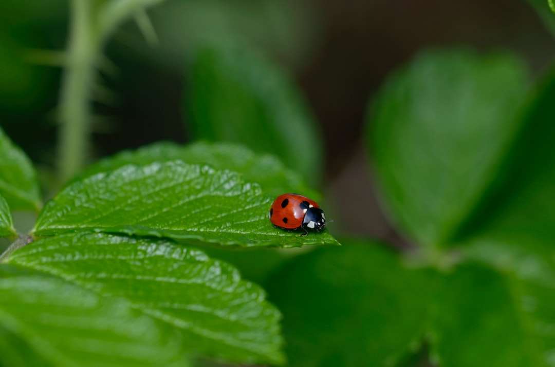 Roter Marienkäfer auf grünem Blatt in naher herauf Fotografie Puzzlespiel online