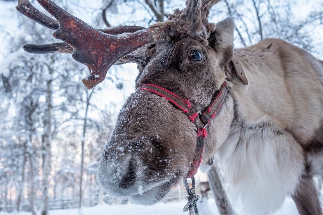 коричневая лошадь с белым снегом на голове онлайн-пазл
