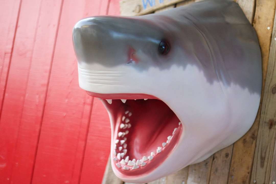 Tiburón blanco sobre superficie de madera roja rompecabezas en línea