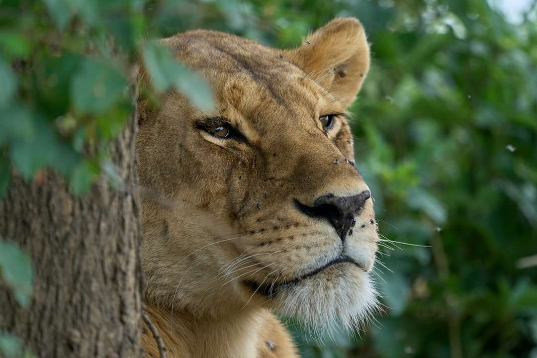 Brown Lioness v zblízka fotografování během dne online puzzle