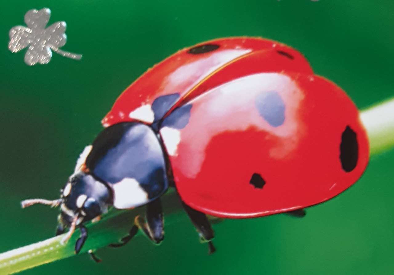 O ladybug. puzzle online