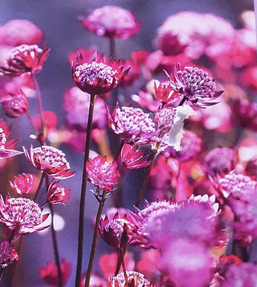 flores da primavera quebra-cabeças online