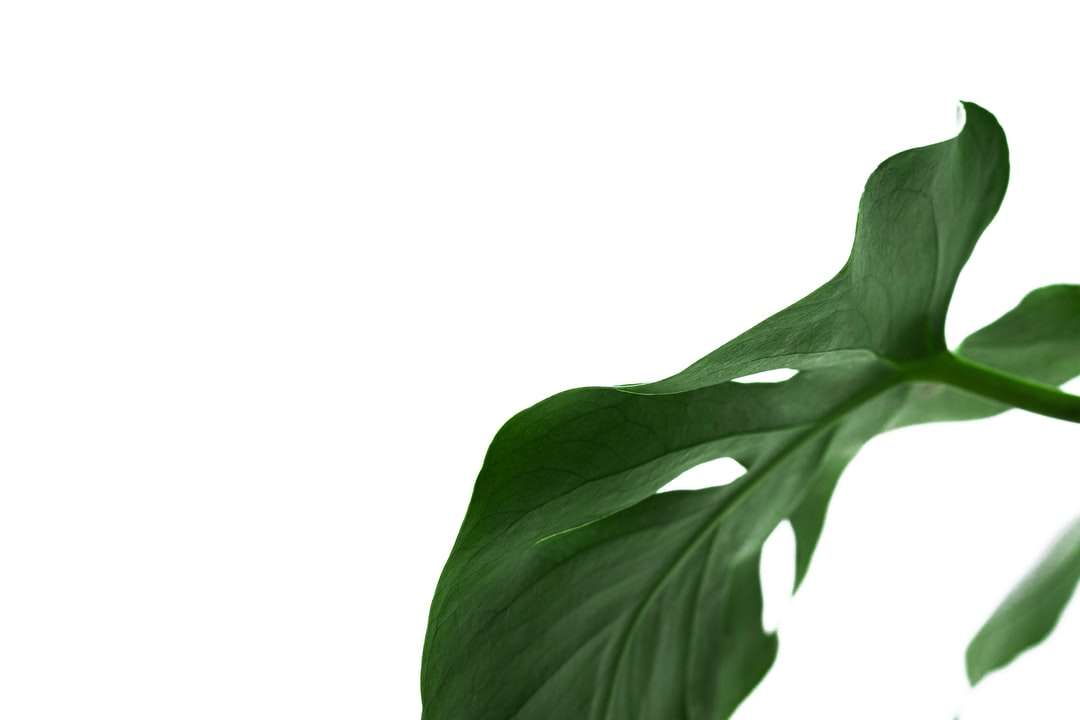 Μωβ φύλλα με λευκό φόντο online παζλ