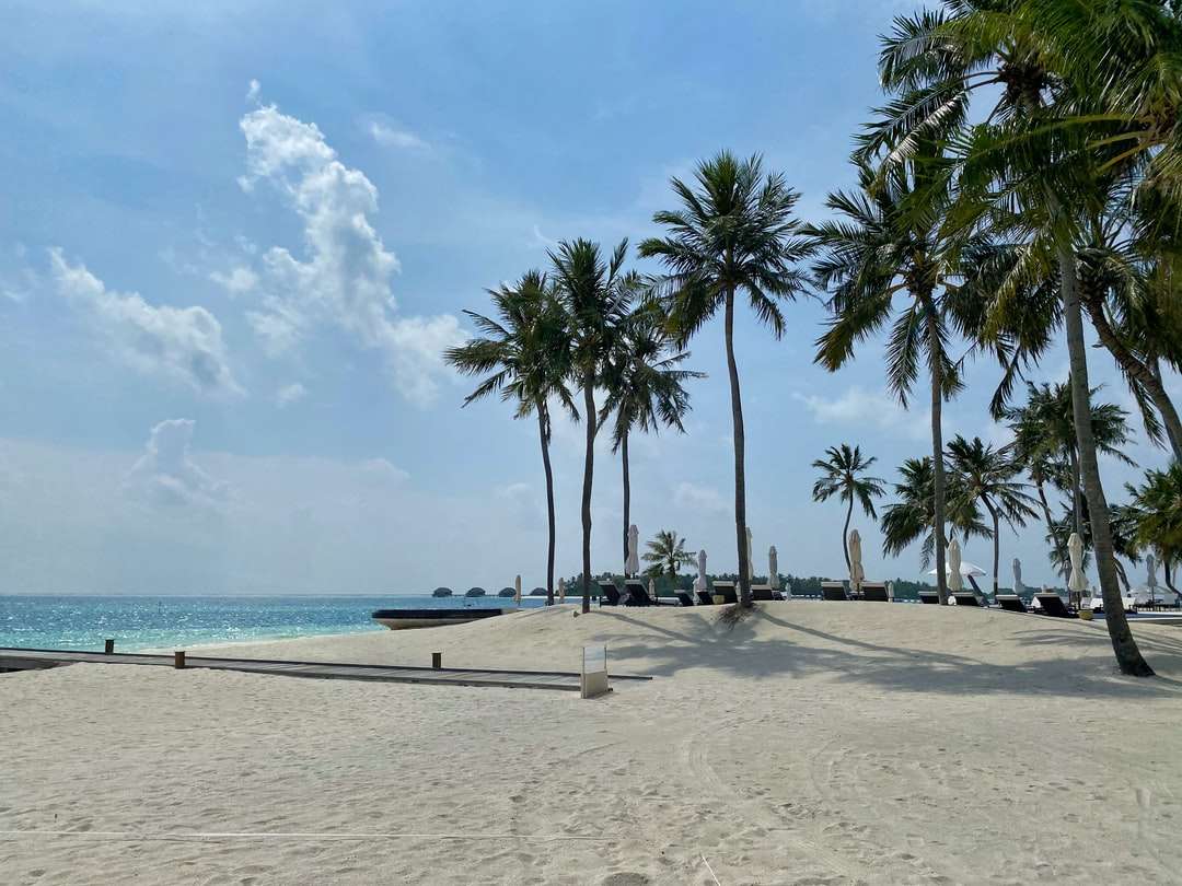 пальмы на берегу пляжа в дневное время онлайн-пазл