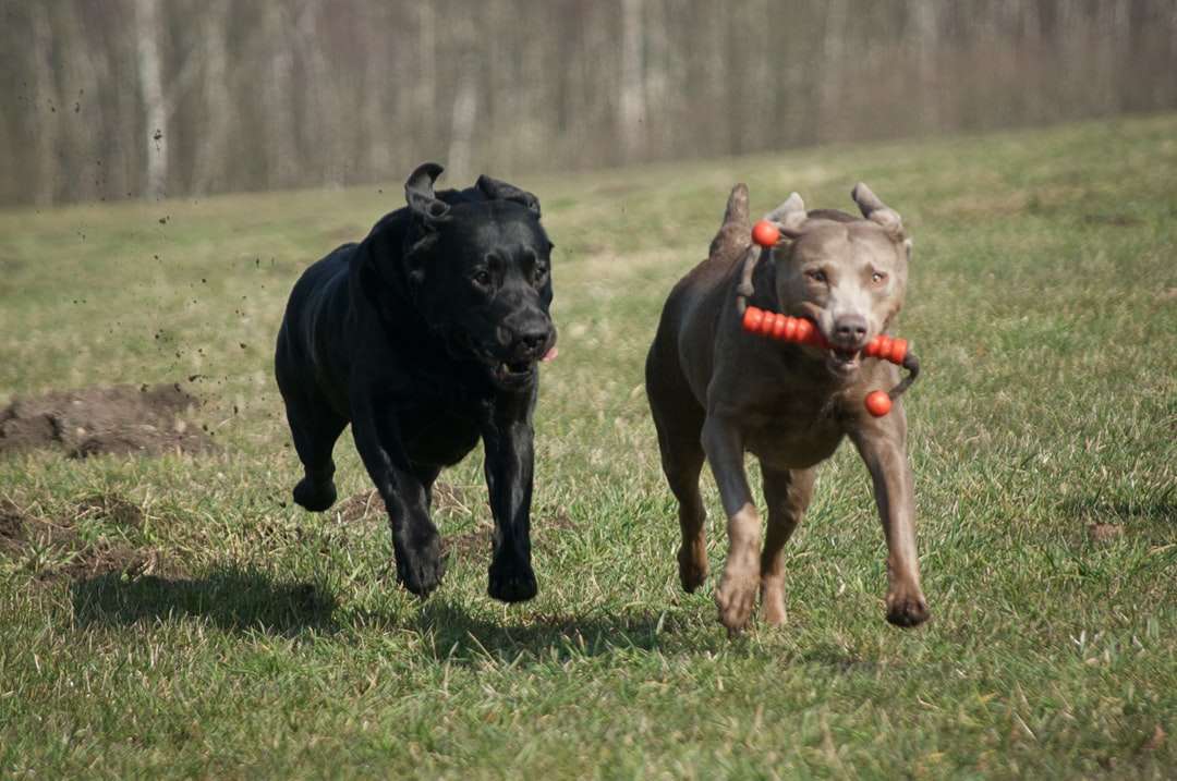 Cachorrinho preto labrador retriever correndo no campo de grama verde puzzle online