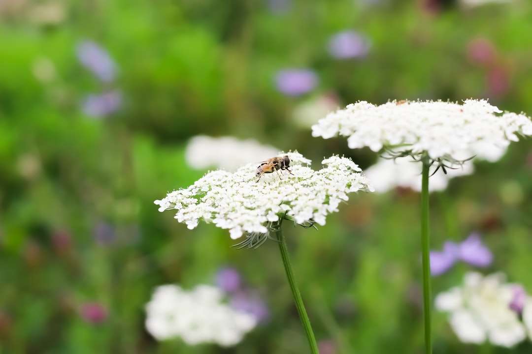 Honeybee posazený na bílém květu v zblízka fotografie skládačky online