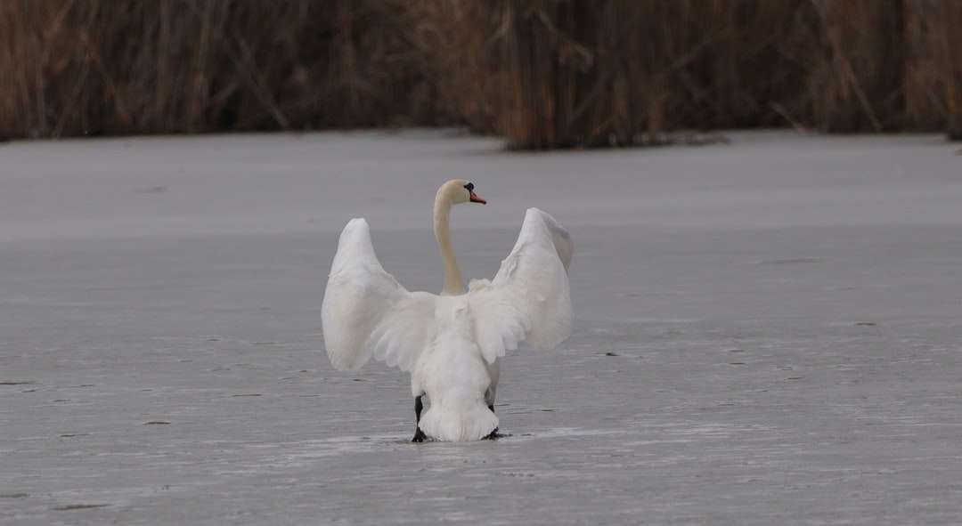 Swan alb pe corpul apei în timpul zilei puzzle online
