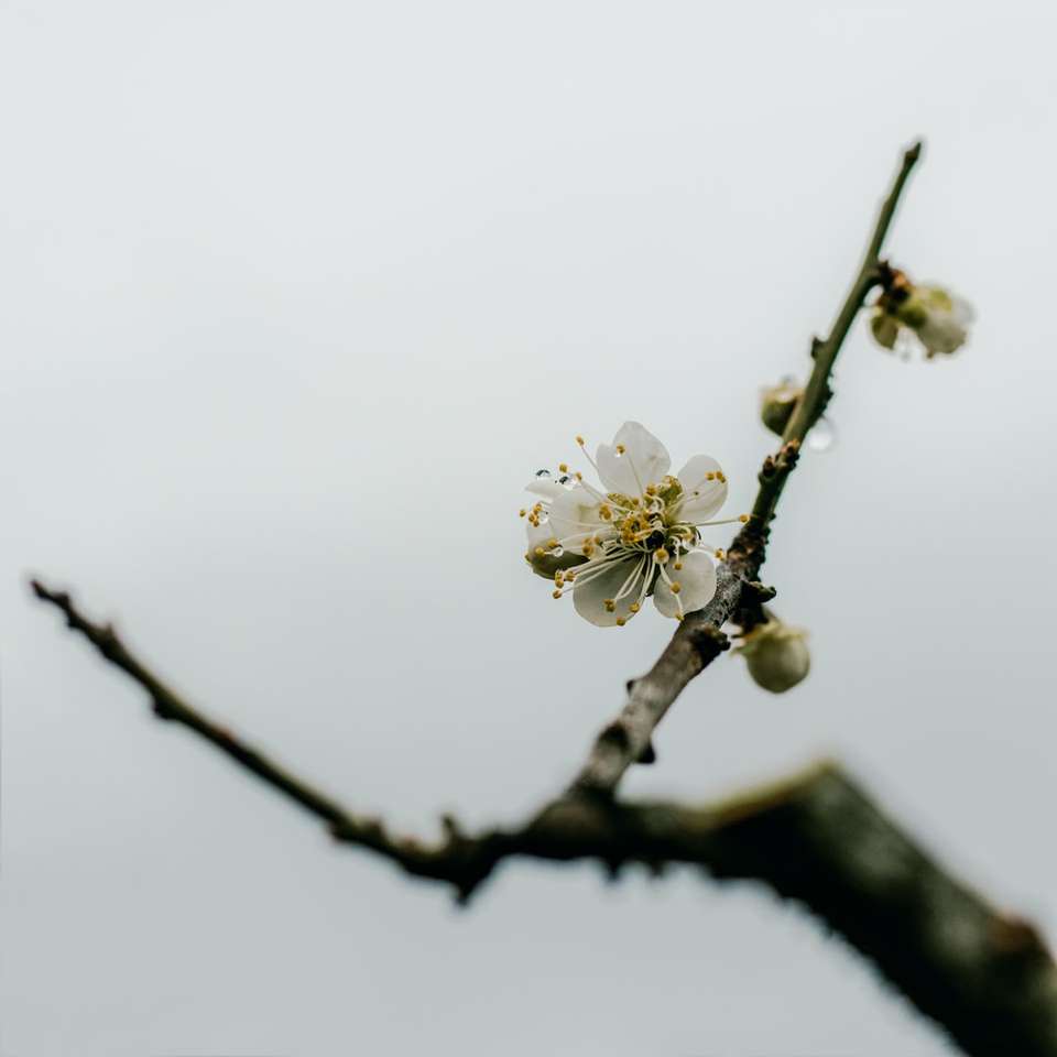 белая вишня цветет днем онлайн-пазл