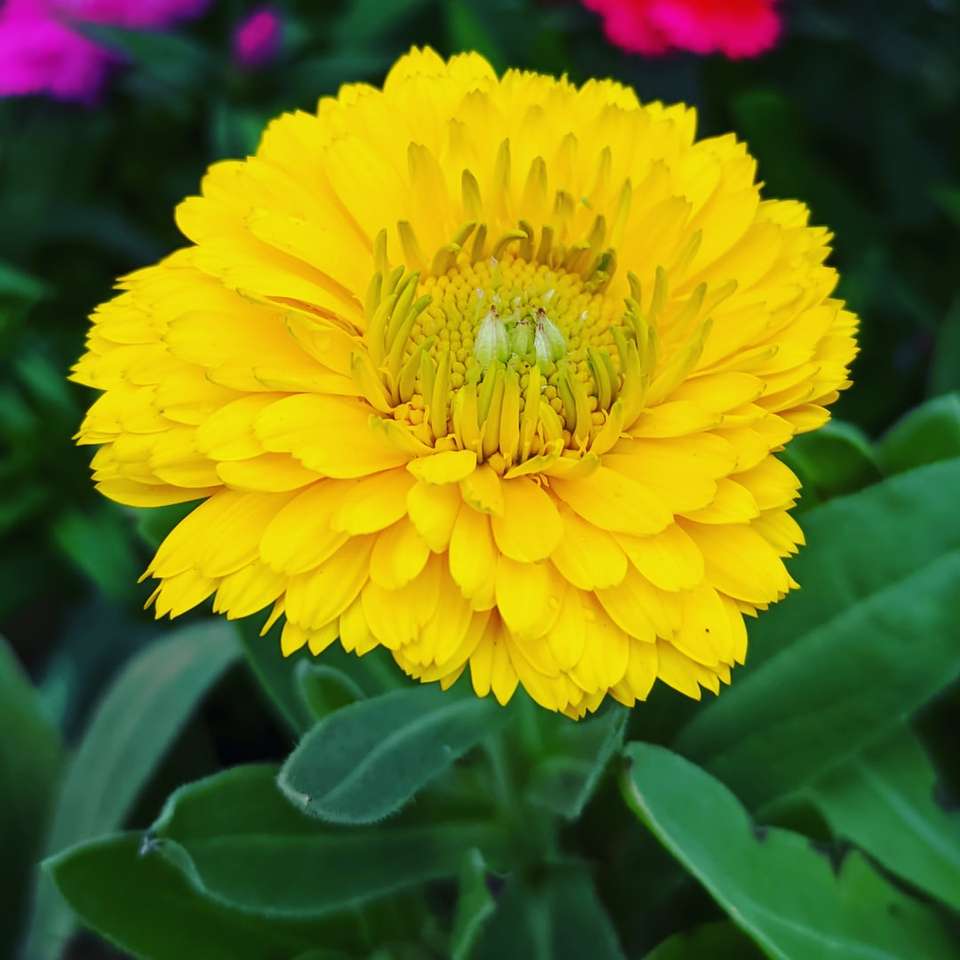 Flor amarela na lente macro puzzle online