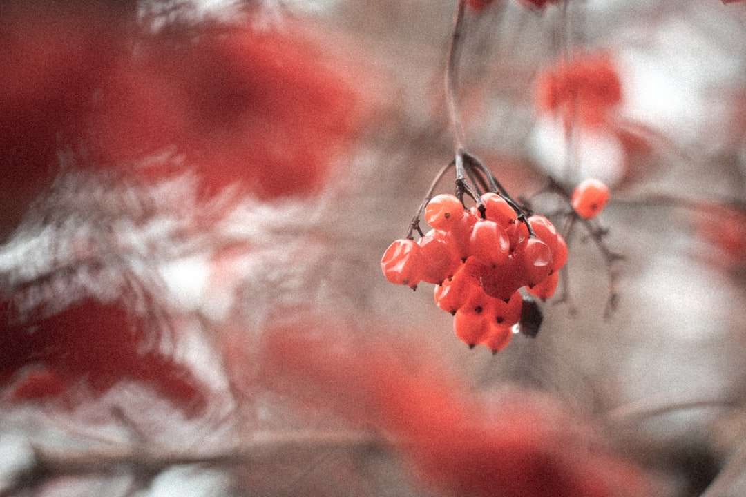 Flori roșii în lentilă de schimb de înclinare puzzle online