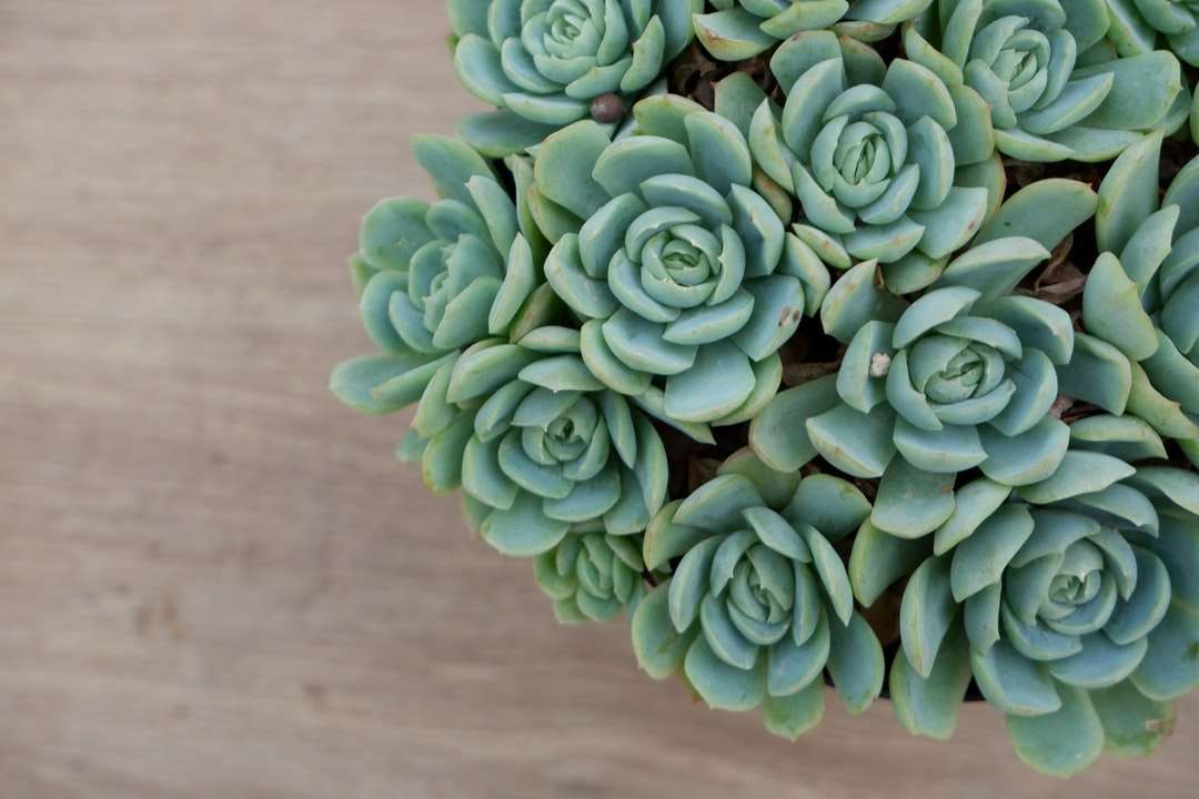 Groene succulente plant op bruine houten tafel online puzzel
