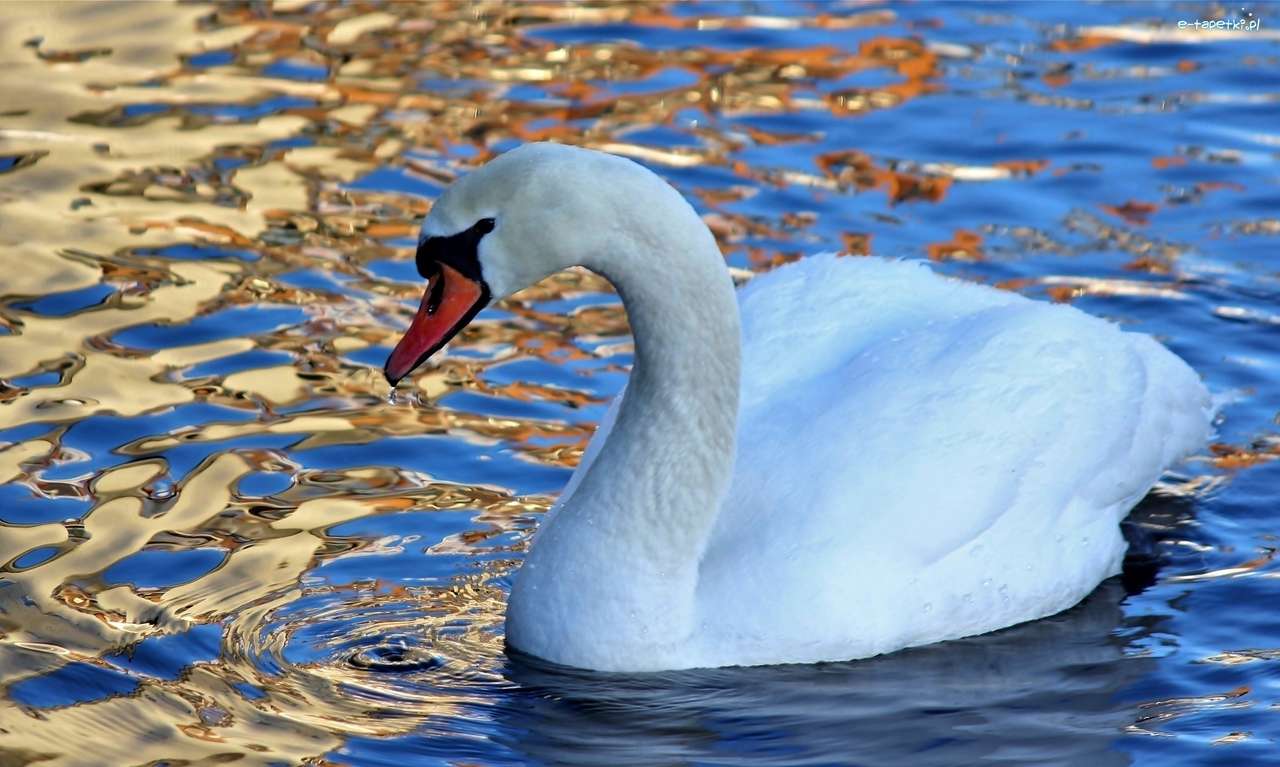 Swan de natation puzzle en ligne