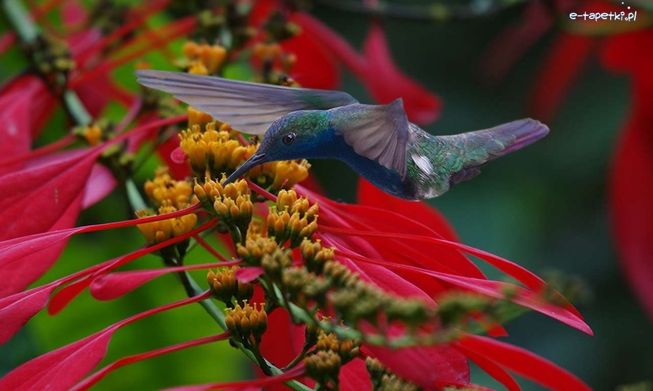 Koliber, floare puzzle online