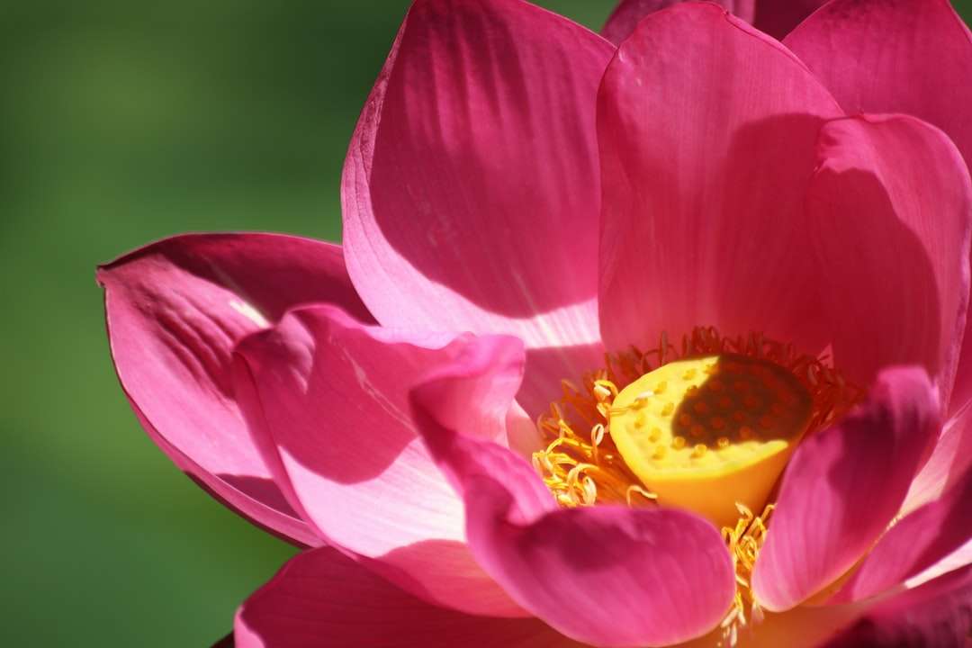 Roze en gele bloem in macro-opname legpuzzel online