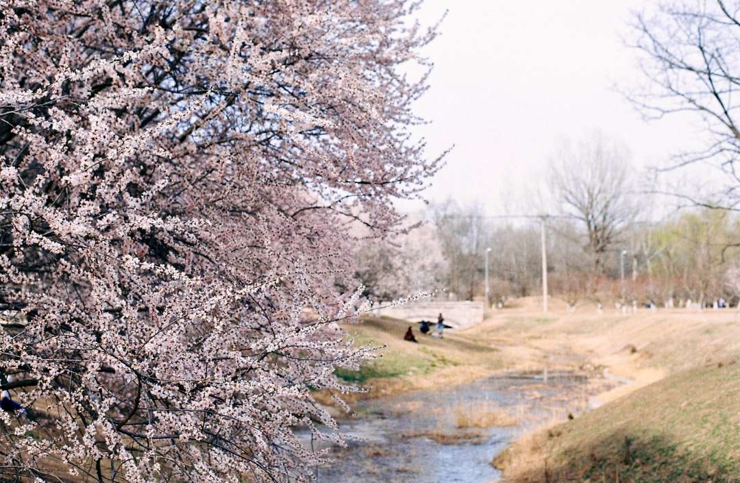 Vit körsbärsblomsträd nära floden under dagtid pussel på nätet