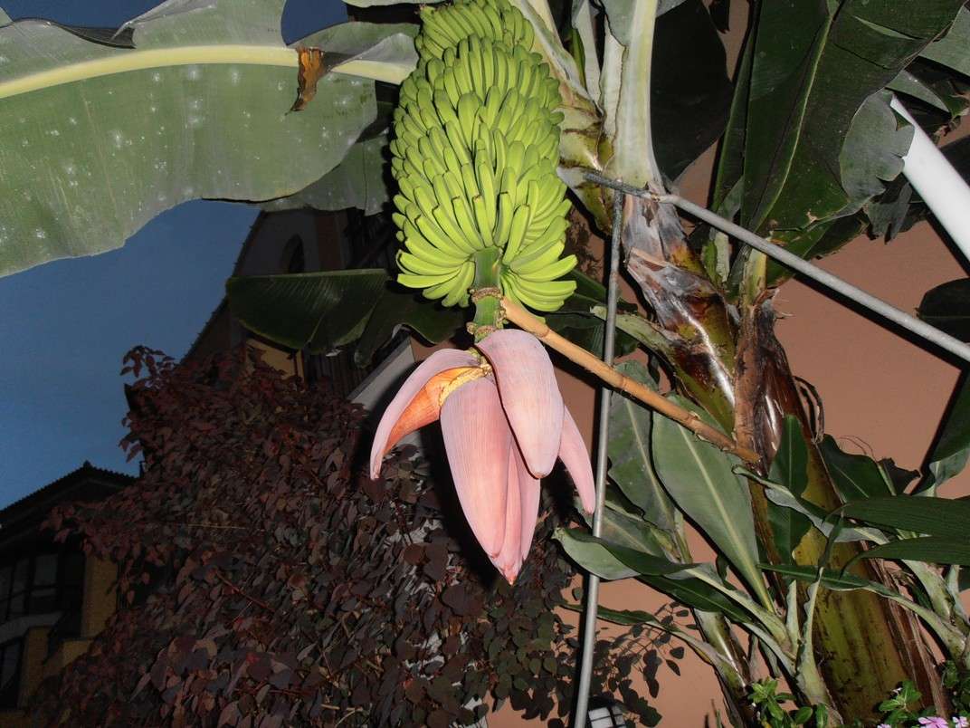 Fleur de banane puzzle en ligne