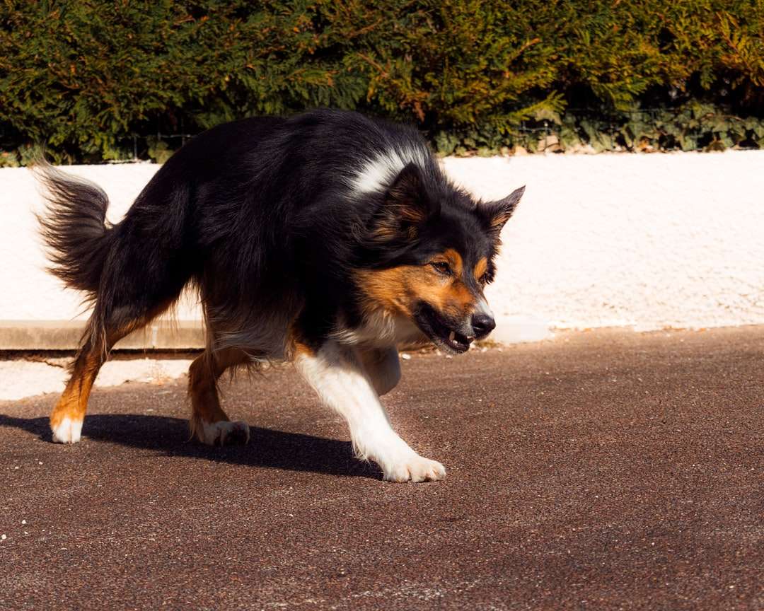 Fekete fehér és barna hosszú bevonatú kutya kirakós online