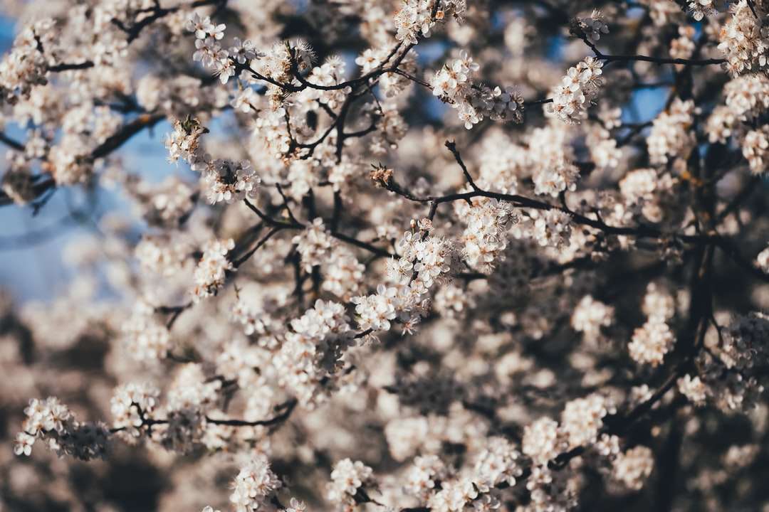 Vit körsbärsblomträd under blå himmel under dagtid pussel på nätet