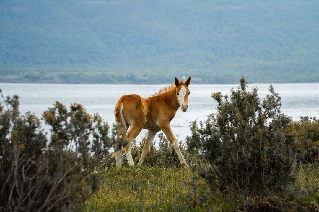 коричневая лошадь на поле зеленой травы в дневное время пазл онлайн