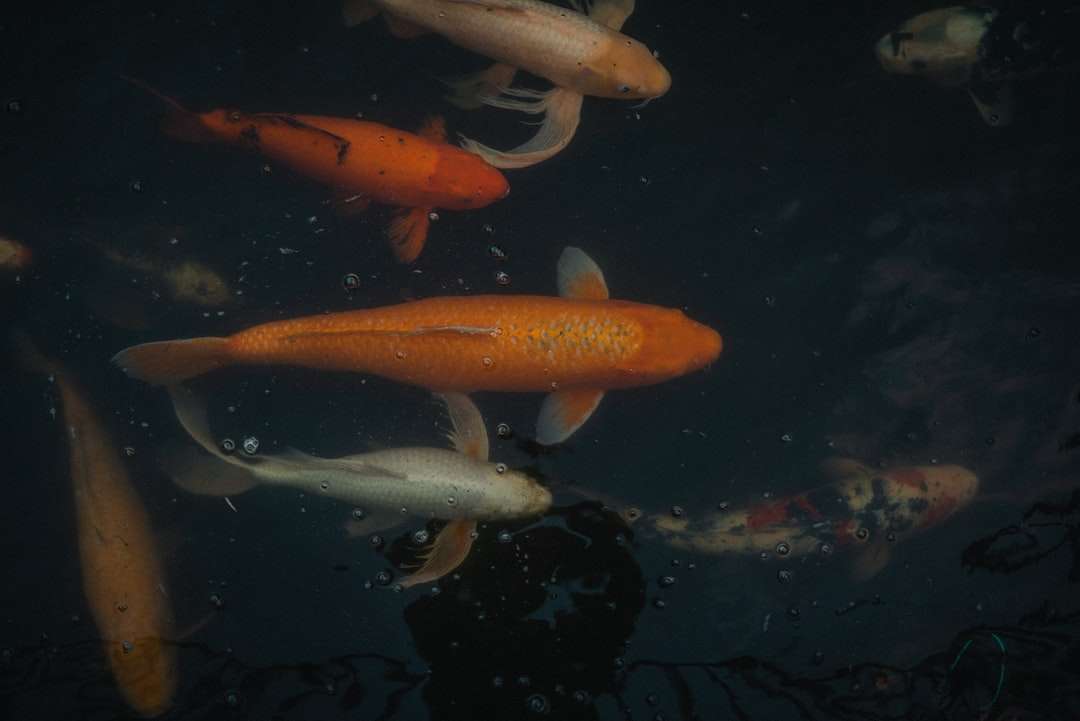 помаранчева і біла риба коі онлайн пазл