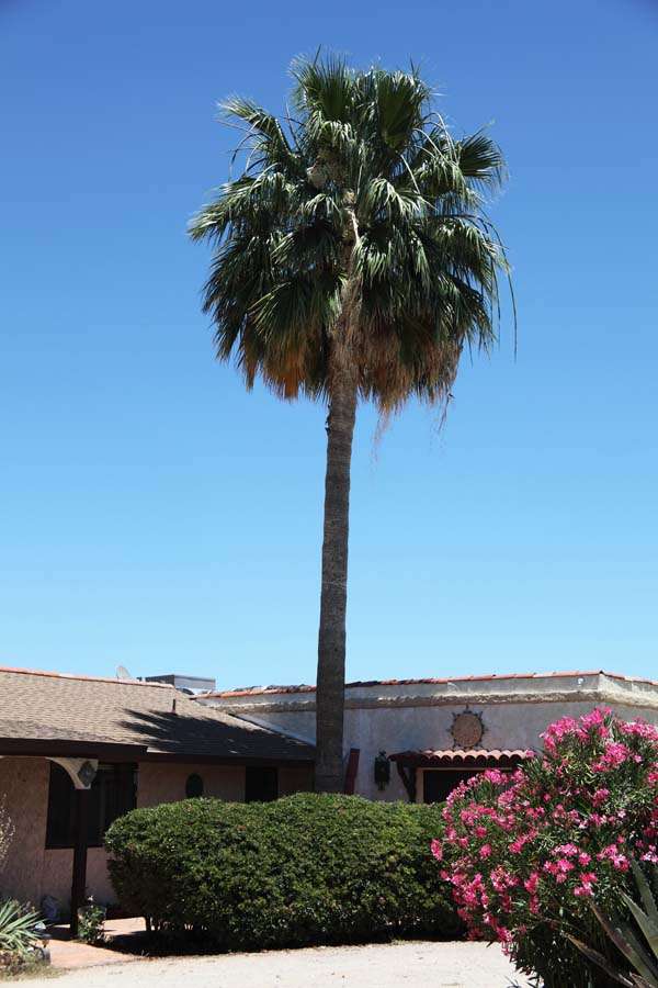 Hoge palm in Mexico legpuzzel online