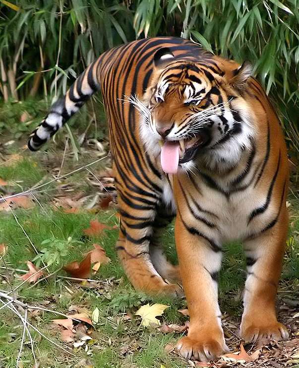Sumatrzański tiger Pussel online