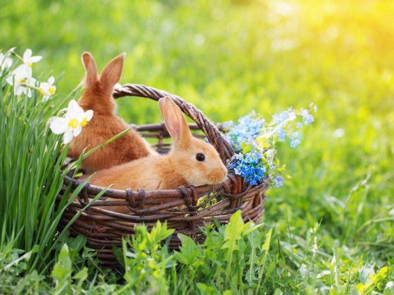 кролики в корзине пазл онлайн