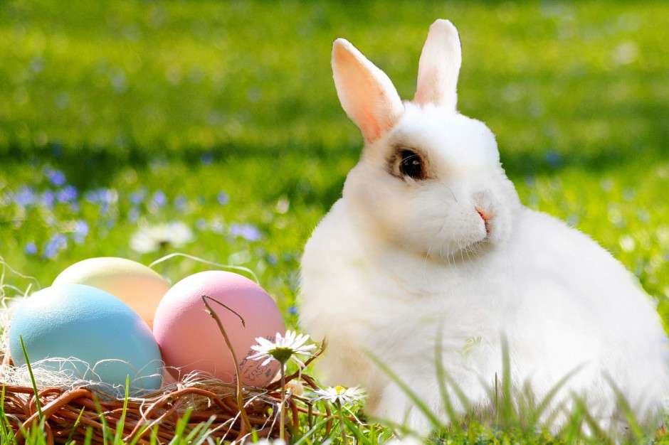 белый кролик и пастельные яйца пазл онлайн