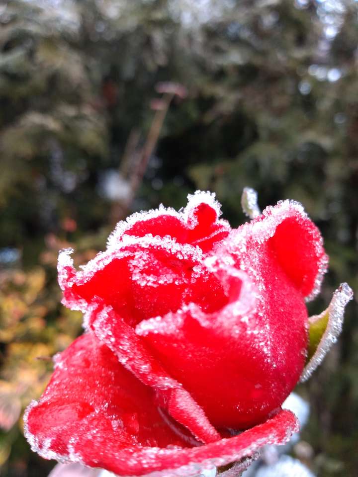 Rose in de winter legpuzzel online