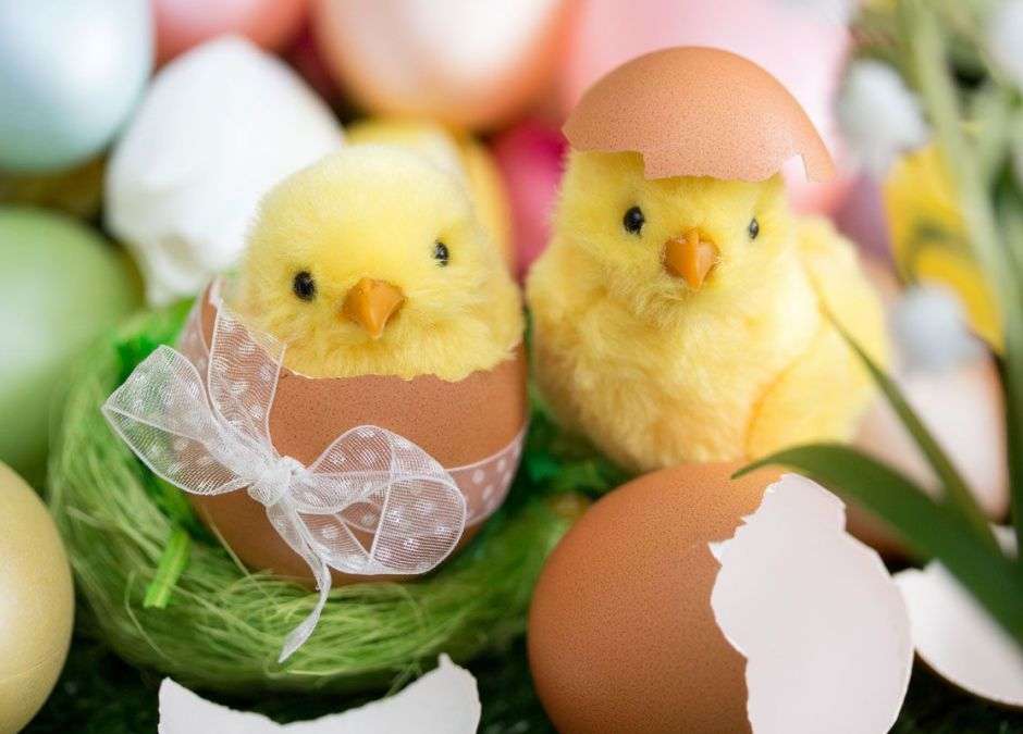Пиле в яйце онлайн пъзел