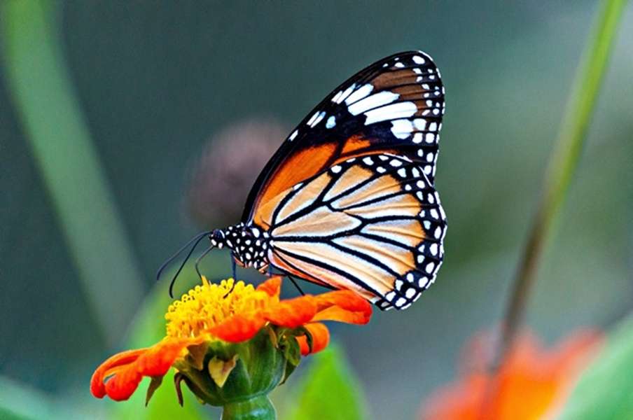 Fluturele kirakós online