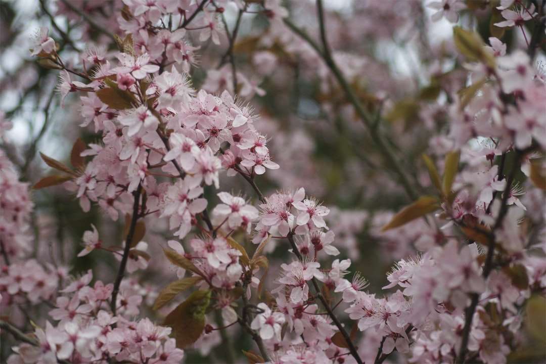 Rózsaszín és fehér cseresznye virág kirakós online