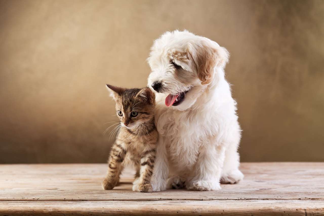 Like a dog with a cat? online puzzle