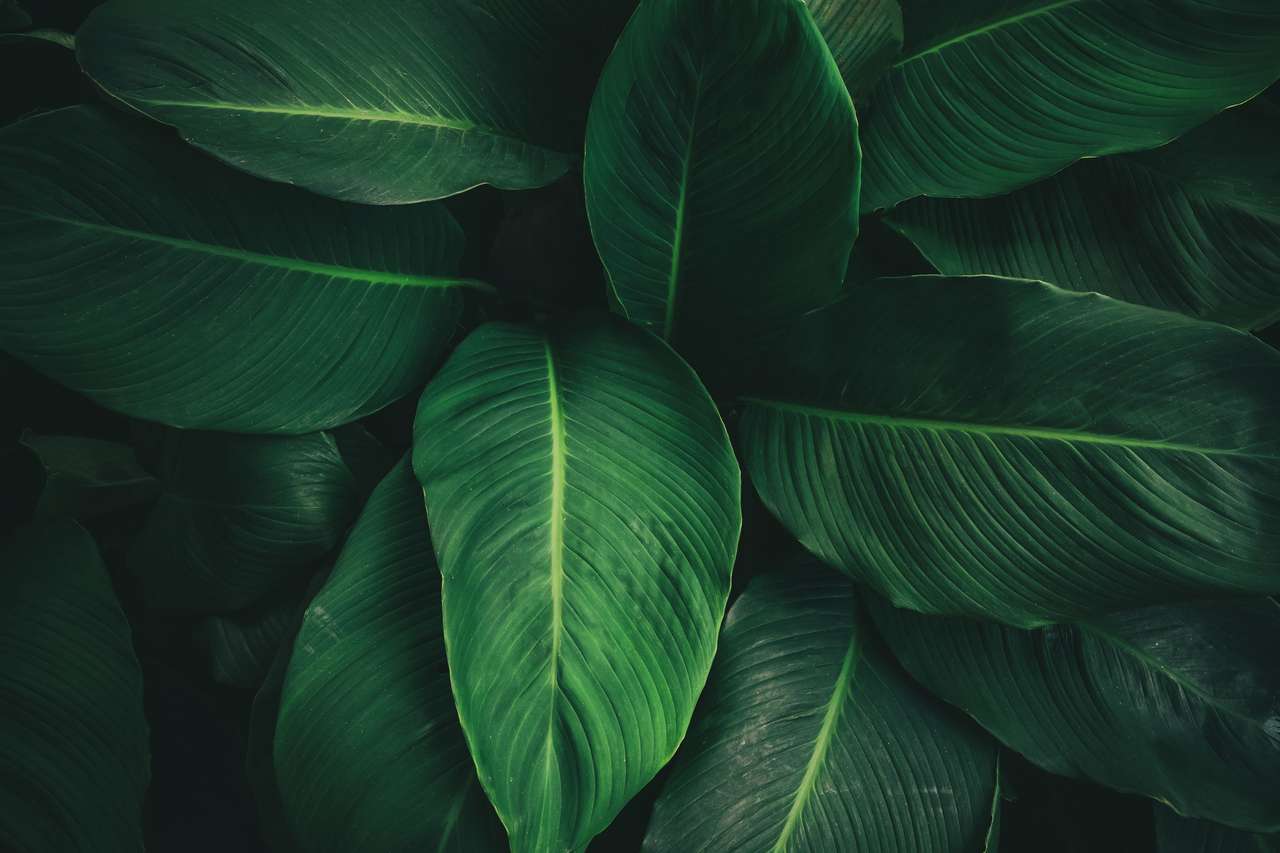 熱帯の葉 ジグソーパズルオンライン