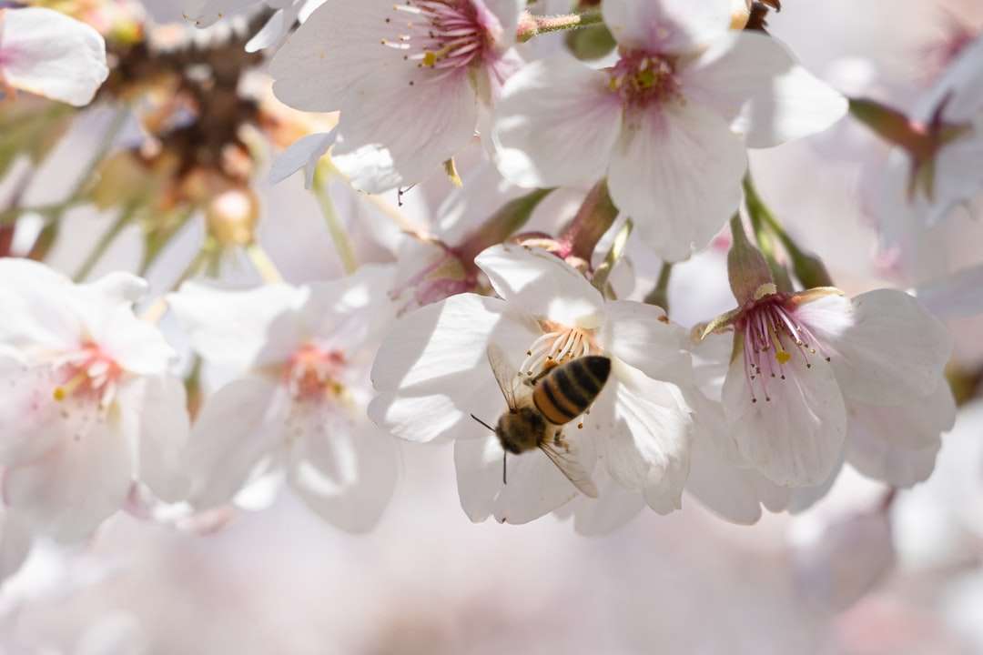 Honeybee σκαρφαλωμένο σε λευκό και μοβ λουλούδι παζλ online