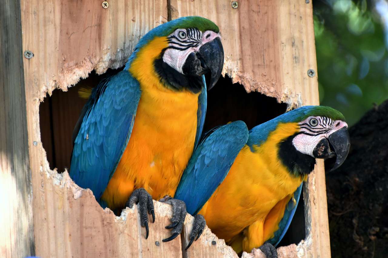 Macaw. puzzle online