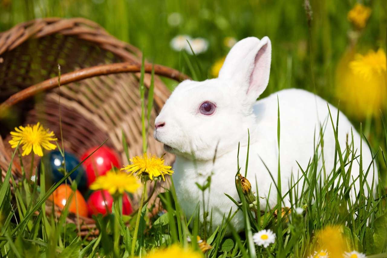 Bunny și ouă de Paști puzzle online