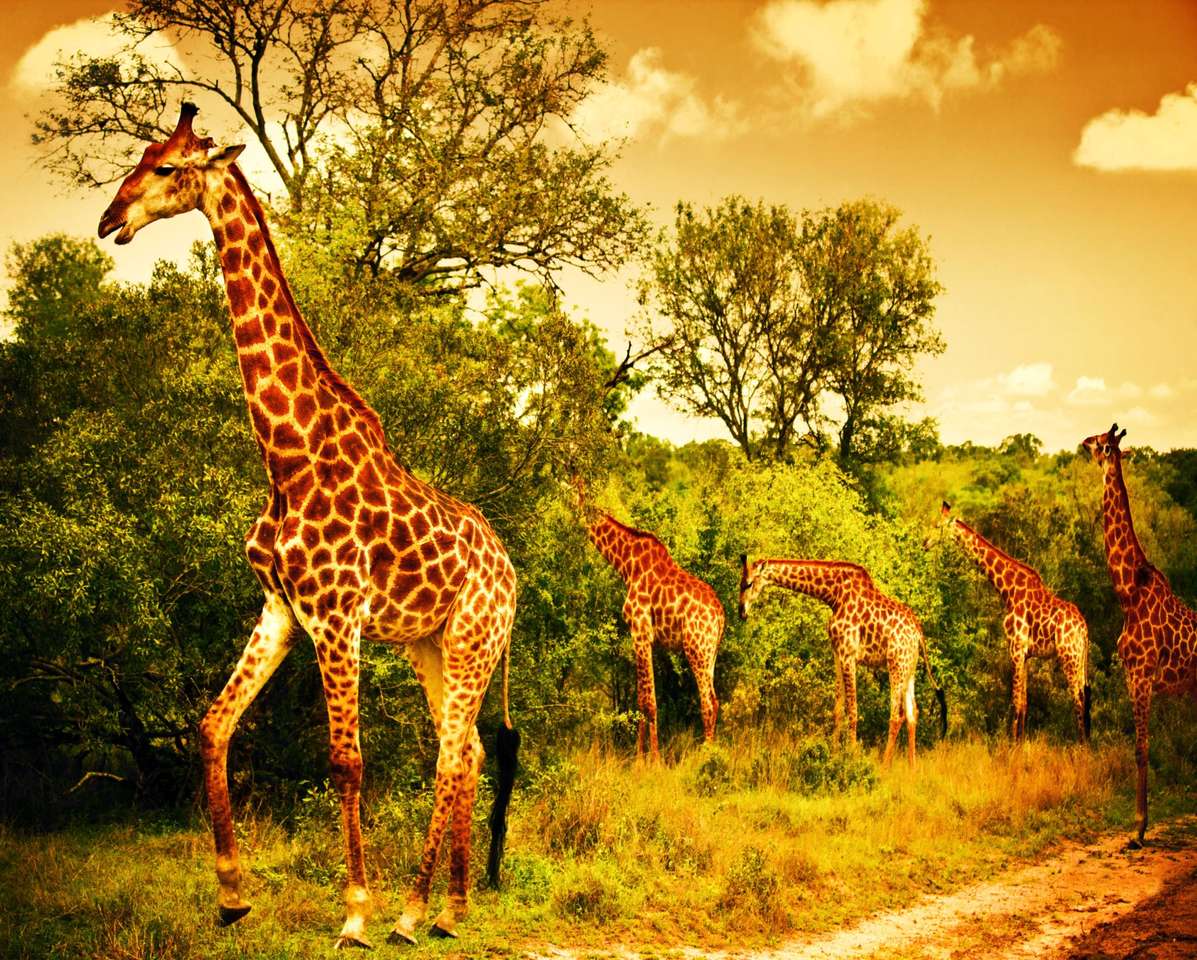 Стадо жирафів пазл онлайн