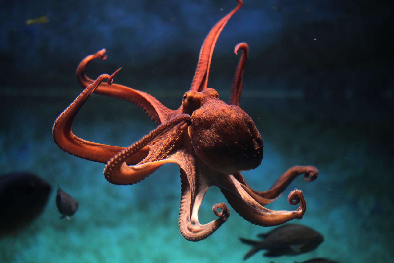 Octopus online puzzel