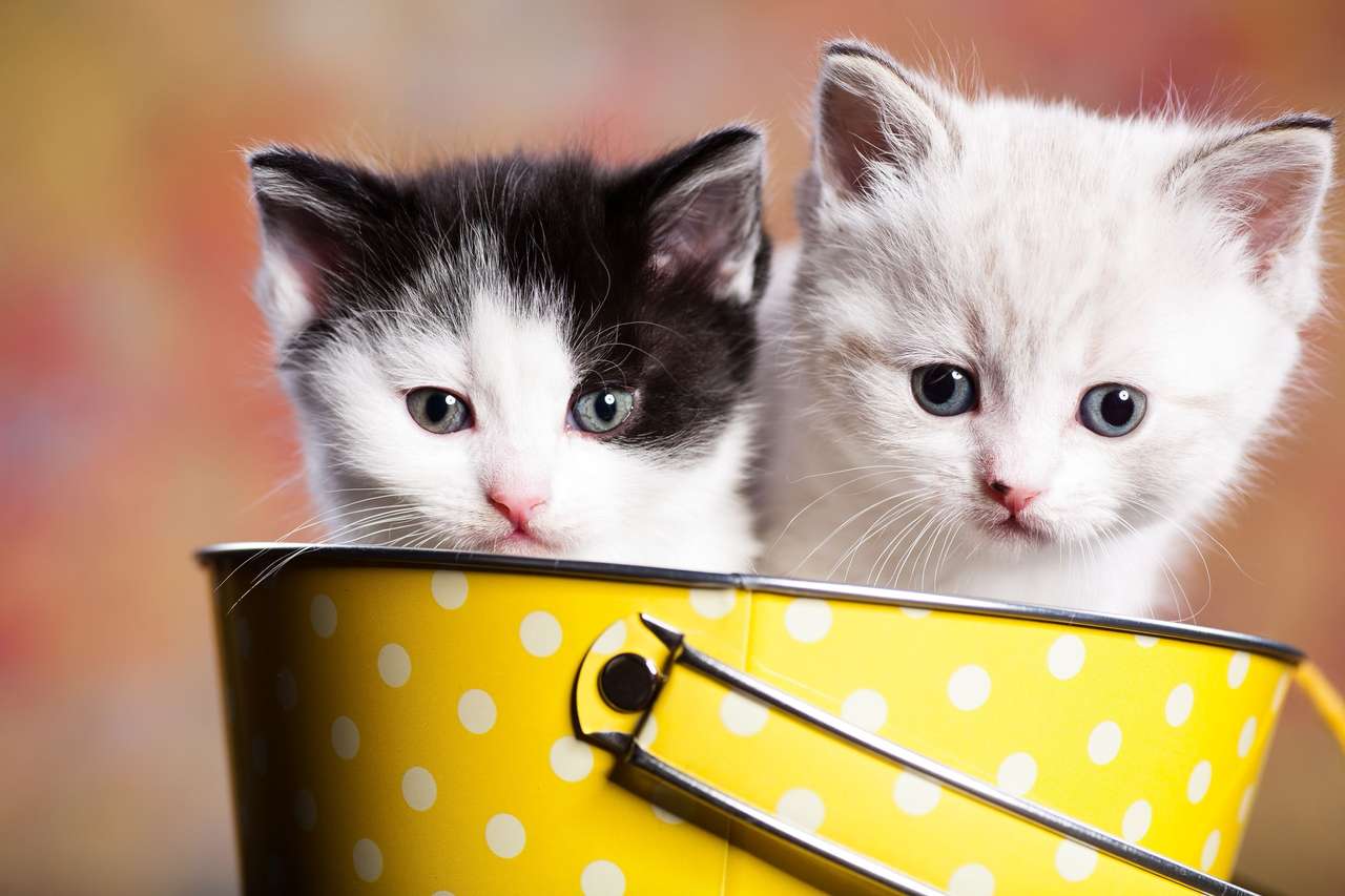 Kitten in een emmer online puzzel