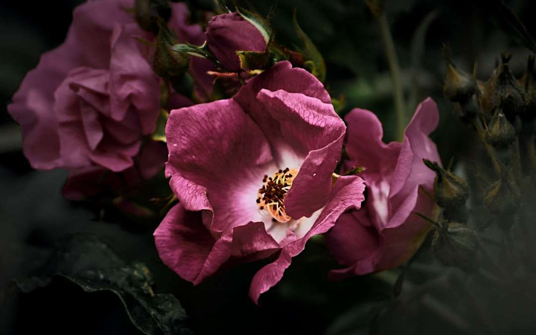 チルトシフトレンズのピンクの花 ジグソーパズルオンライン