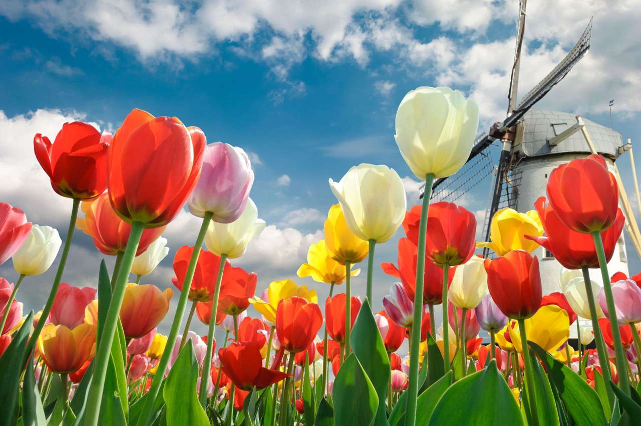 A tavasz Hollandiában ... kirakós online