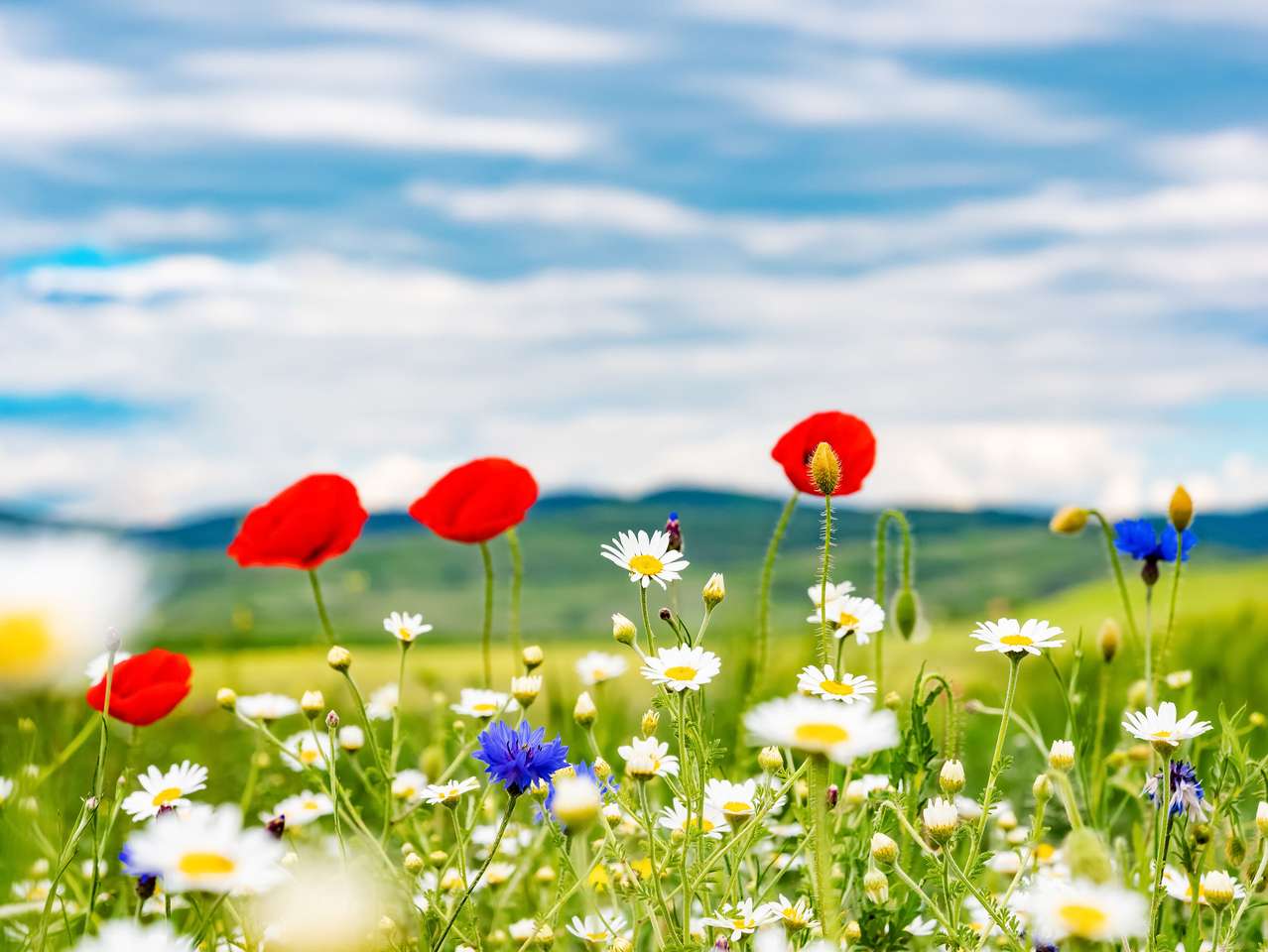 Meadow with wild flowers jigsaw puzzle online