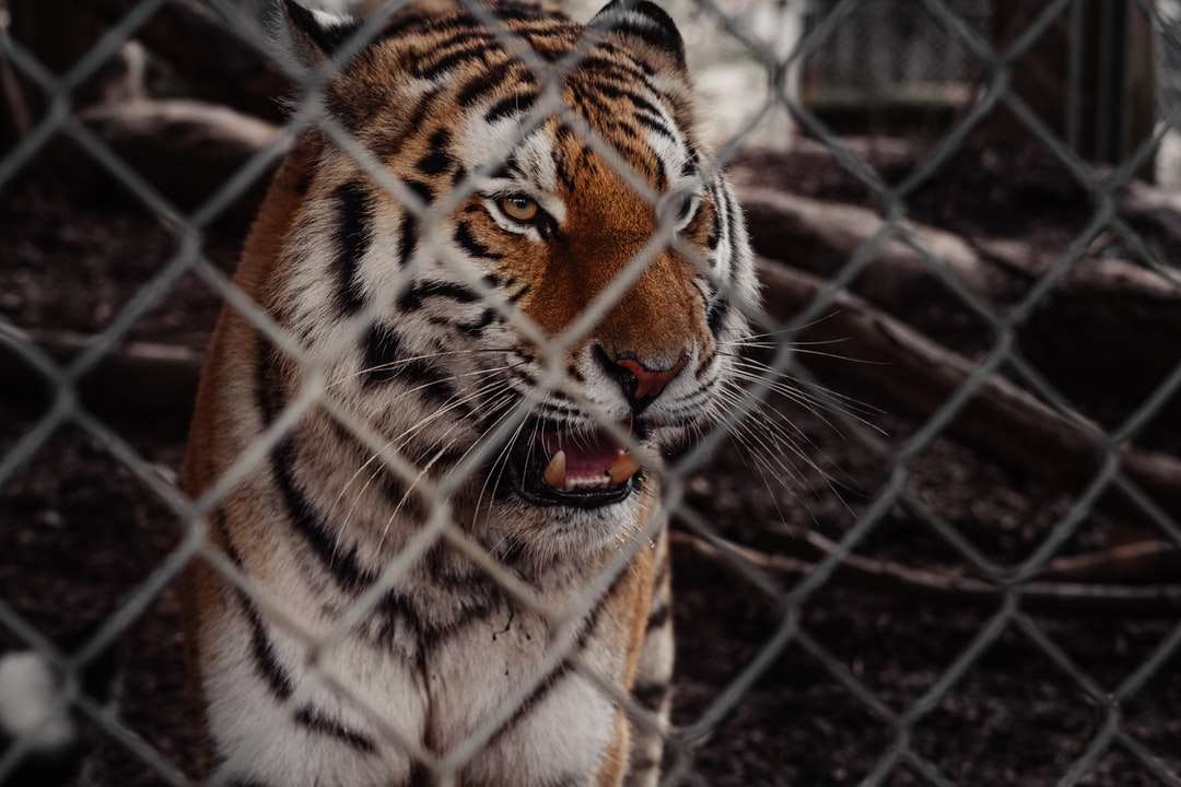 Tiger auf Käfig tagsüber Online-Puzzle
