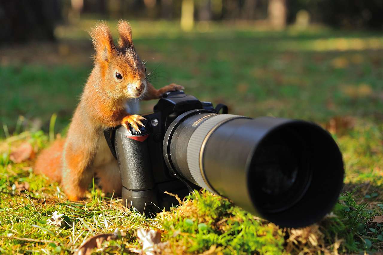 Écureuil avec la caméra puzzle en ligne