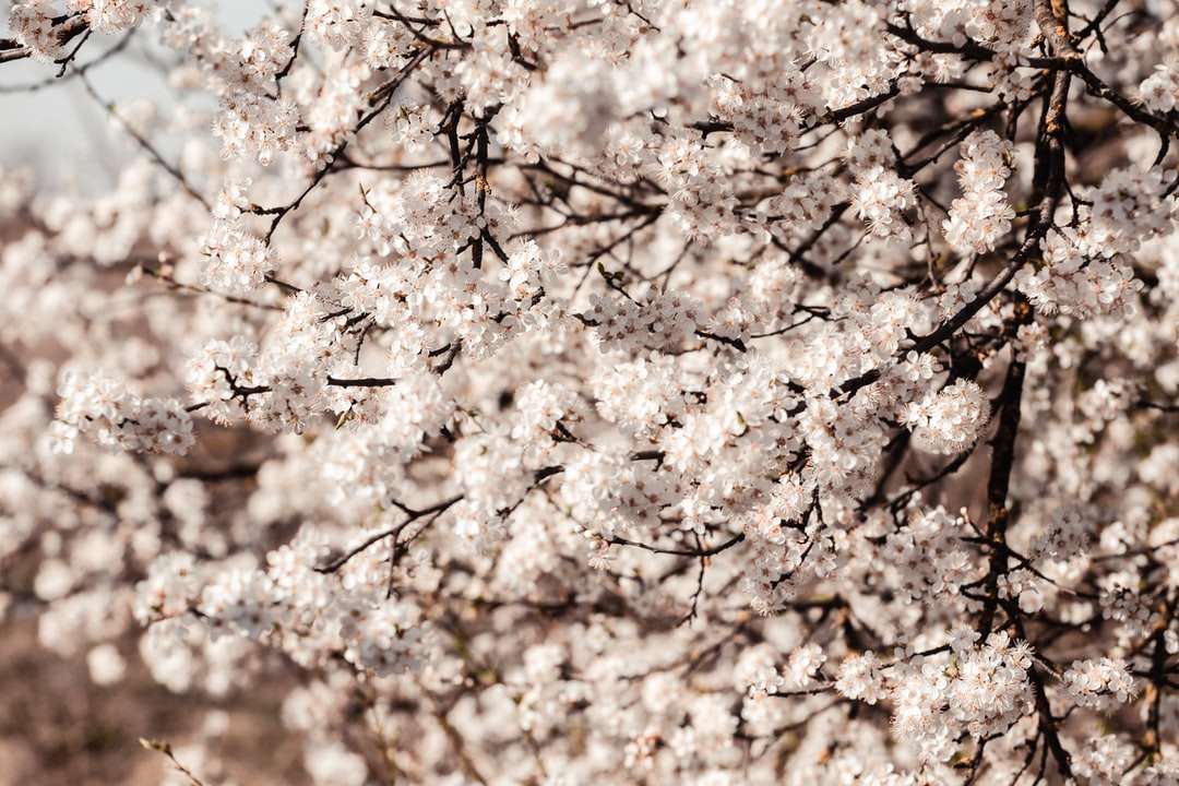 Bílý třešňový květ strom během dne online puzzle