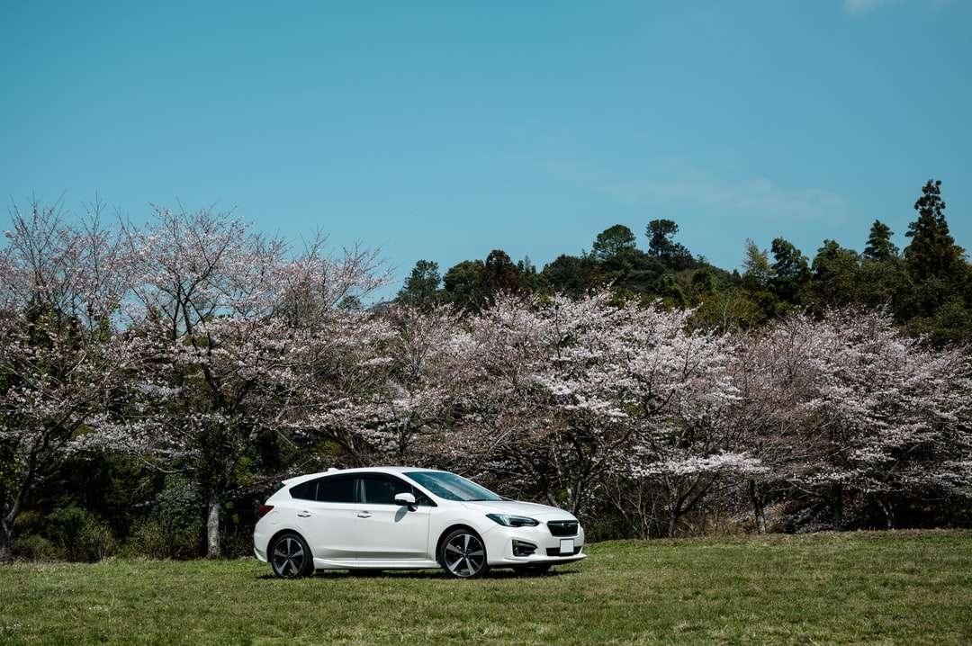 Λευκό BMW M 3 Coupe σταθμευμένο σε πράσινο γρασίδι online παζλ