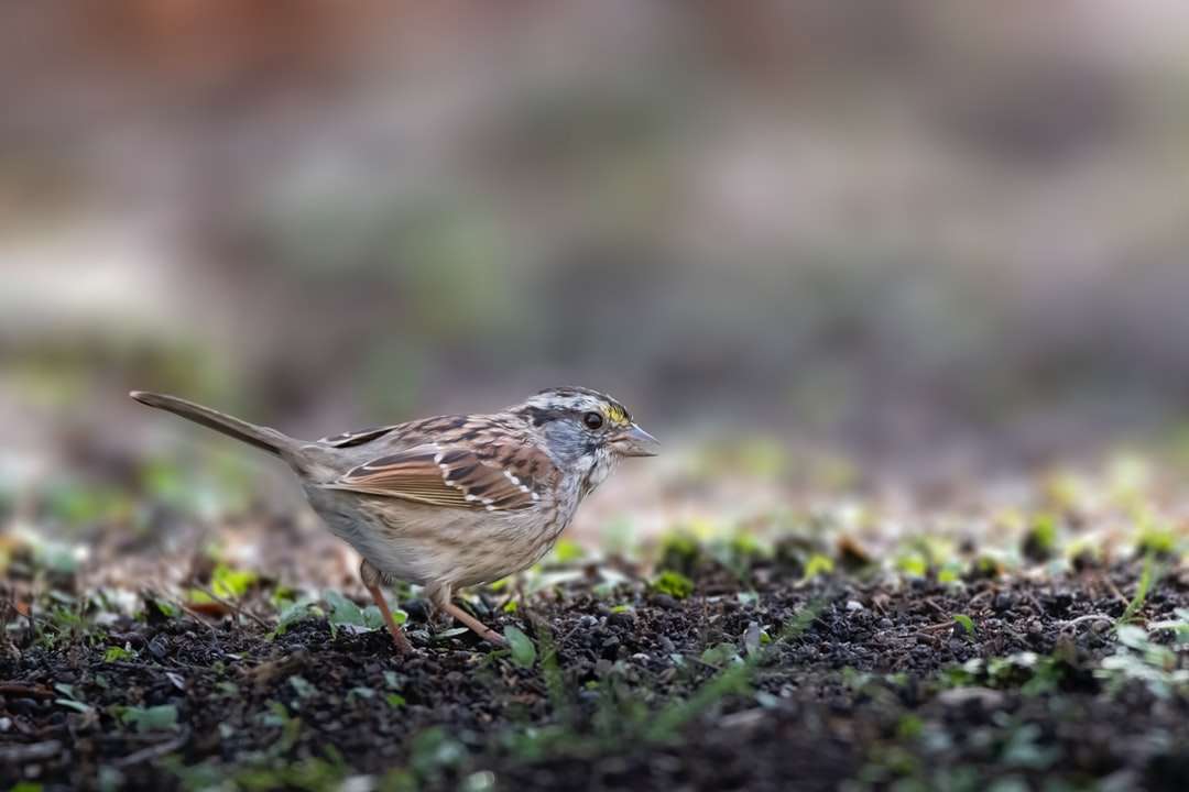 Barna Sparrow a földön ültetett napközben online puzzle