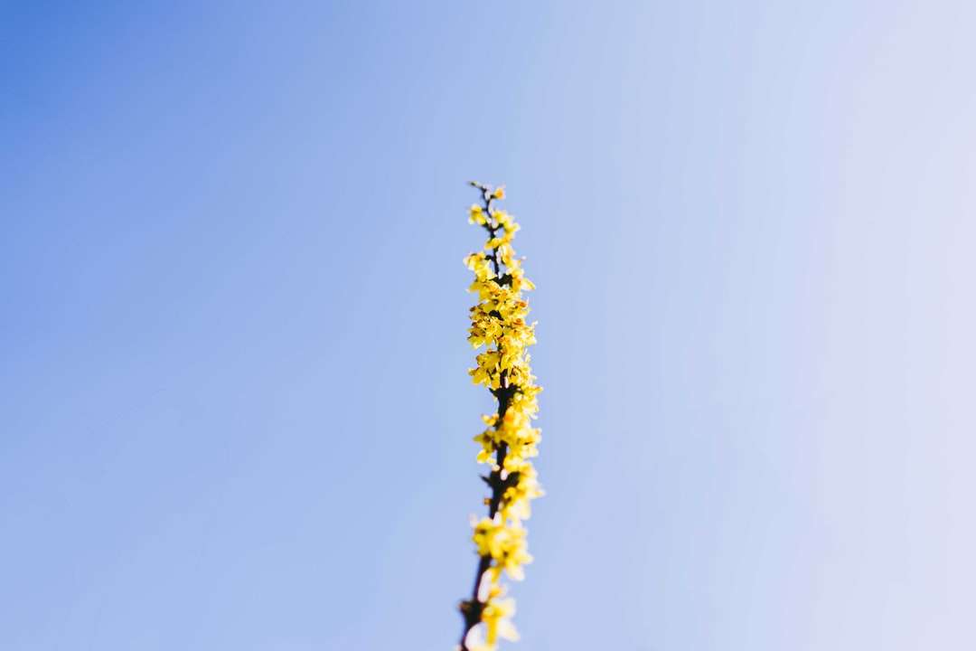 gul blomma under blå himmel under dagtid Pussel online